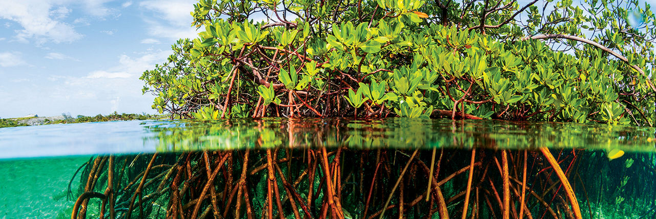 Tree in the lake